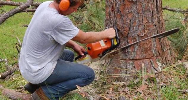 4 Top Benefits of Working Expert Tree Removalists