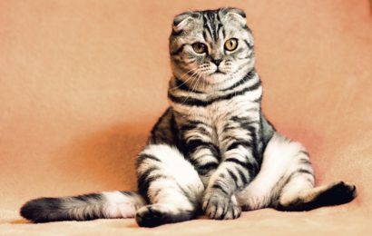 Five Ways to Keep Your Cat Healthy