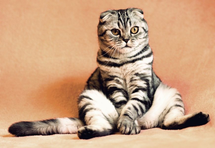 Five Ways to Keep Your Cat Healthy